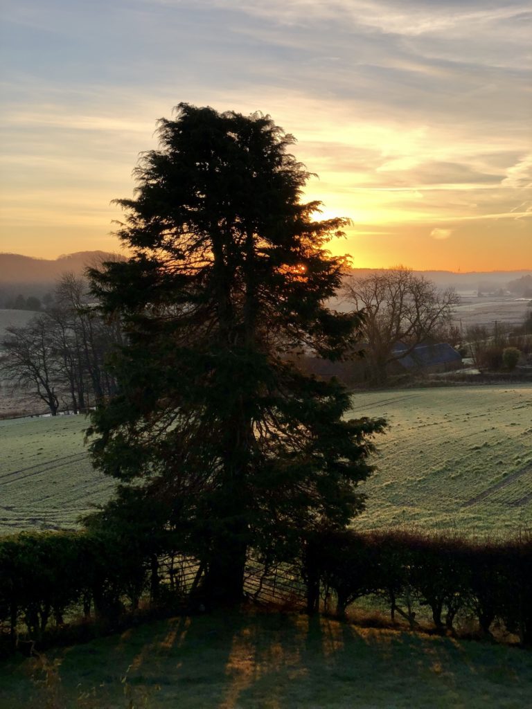 Photo of the pine tree in the corner of my garden on a chilly morning, with a sunrise behind it over the farmland.