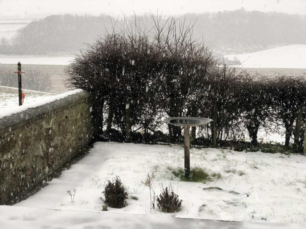 Snow falling in a country garden with a hawthorn hedge and a stone wall. In the middle of the lawn is a shallow bird bath, and beyond the hedge are fields, and distant trees on a ridge, mostly obscured by the falling snow.