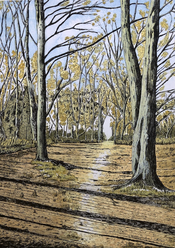 Watercolour and ink rendering of woodland with a path through a clear area, meticulous details of tree bark etc. in ink.